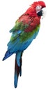 Colorful isolated parrot.