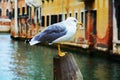 Colorful isolated seagull in Venice, Italy