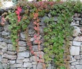 Colorful ivies on an old stone fence Royalty Free Stock Photo