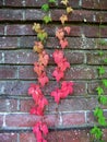 Colorful Ivy on Brick Wall Royalty Free Stock Photo