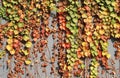 Colorful ivy leaves in fall Royalty Free Stock Photo