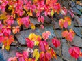 Colorful ivy leaves hanging on a wall. Royalty Free Stock Photo