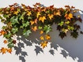 Colorful ivy leaves on white wall with shadow from sunlight. Royalty Free Stock Photo