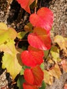 Colorful Ivy Parthenocissus Royalty Free Stock Photo