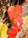 Colorful Ivy Parthenocissus Royalty Free Stock Photo