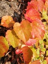 Colorful Ivy Parthenocissus Royalty Free Stock Photo