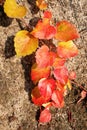 Colorful Ivy Parthenocissus Royalty Free Stock Photo