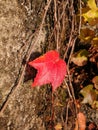 Colorful Ivy Parthenocissus Royalty Free Stock Photo