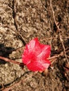 Colorful Ivy Parthenocissus Royalty Free Stock Photo