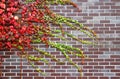 Colorful ivy on the wall Royalty Free Stock Photo