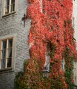 Colorful ivy on the wall in autumn Royalty Free Stock Photo