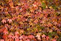 Colorful ivy on the wall in autumn Royalty Free Stock Photo