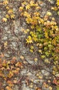 Colorful ivy wall background Royalty Free Stock Photo