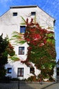 Colorful ivy on the wall. Royalty Free Stock Photo