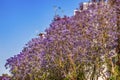 Colorful Jacaranda Flowers Along Road Seville Spain