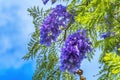 Colorful Jacaranda Flowers Waikiki Honolulu Hawaii Royalty Free Stock Photo