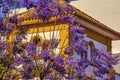 Colorful Jacaranda Flowers Yellow Building Seville Spain Royalty Free Stock Photo