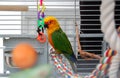 Colorful Jandaya conure parrot. Pet in cage.