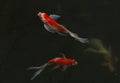 Colorful Japanese Carp In the beautiful garden koi pond A beautiful sight of lively Chinese koi fish swimming alongside the