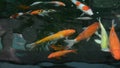 Colorful Japanese Carp fish (koi) pet is swimming in the dark water pool in 1920x1080 HD quality