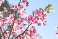 Colorful japanese flowering cherry or pink flower cherry blossum Prunus x yedoensis blooming on tree branch bright blue sky