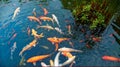 Colorful Japanese Koi Carp fish in a lovely pond of a garden in Kyoto Japan Royalty Free Stock Photo