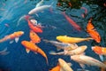 Colorful Japanese Koi Carp fish in a lovely pond of a garden in Kyoto Japan Royalty Free Stock Photo