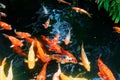 Colorful Japanese Koi Carp fish in a lovely pond in a garden in Kyoto, Japan. A brilliant image of vibrant Chinese Fancy Carp fish Royalty Free Stock Photo