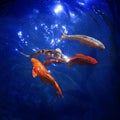 Colorful japanese koi carps swim in pond close up, goldfishes dive in blue shining water, beautiful tropical golden fishes in sea