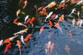 Colorful japanese koi Royalty Free Stock Photo