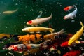 colorful Japanese Koi fish floating in the garden pond. Royalty Free Stock Photo