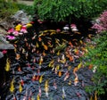 Colorful japanese Koi fish in a pond - Shanghai, China