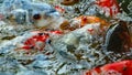 Colorful Japanese Koi fish swimming in pond and competing for food