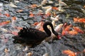 Colorful Japanese koi fishes and black swan