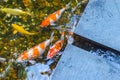 Japanese Koi fishes swimming in the beautiful pond Royalty Free Stock Photo