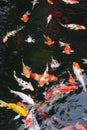 Colorful japanese koi Royalty Free Stock Photo