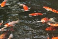 Colorful japanese koi