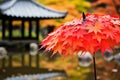 Colorful japanese maple (Acer palmatum) leaves during momiji season at Kinkakuji garden, Kyoto, Japan