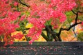 Colorful japanese maple leaves during momiji season at Kinkakuji garden, Kyoto, Japan