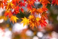 Colorful japanese maple leaves during momiji season at Kinkakuji garden, Kyoto, Japan Royalty Free Stock Photo