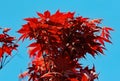 Colorful Japanese Maple Tree Leaves Royalty Free Stock Photo