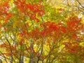 Colorful Japanese maple trees in Japan