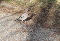 Colorful jay bird on a ground eats nut Royalty Free Stock Photo