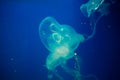 Colorful jellyfish. Blue background.