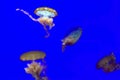 Colorful Jellyfish on a blue background - wallpaper Royalty Free Stock Photo