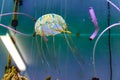 Colorful jellyfish floating in a fish tank - focus on creature Royalty Free Stock Photo