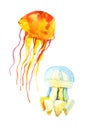 Colorful jellyfish set isolated on white background