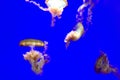 Backlit Jellyfish on a blue background - wallpaper Royalty Free Stock Photo