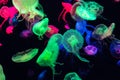 Colorful Jellyfish underwater. Jellyfish moving in water Royalty Free Stock Photo