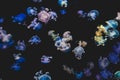 colorful jellyfishes on black background - white spotted jellyfish - Royalty Free Stock Photo